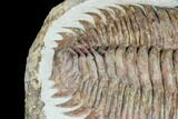 Gigantopygus Trilobite With Pos/Neg - Issafen, Morocco #183631-6